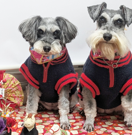 わんちゃんのペースを大切にした、安心のマンツーマントリミング