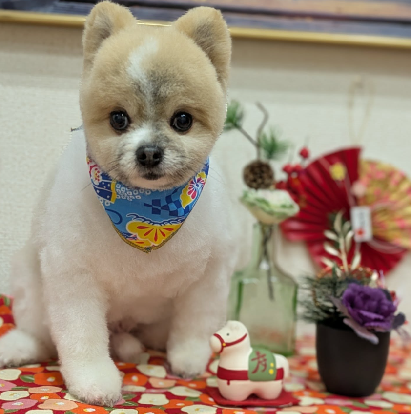 わんちゃんのペースを大切にした、安心のマンツーマントリミング