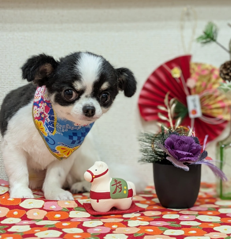 わんちゃんのペースを大切にした、安心のマンツーマントリミング